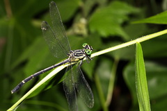 Leptogomphus sauteri formosanus