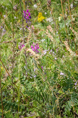 Oxytropis baschkiriensis