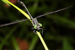 Leptogomphus sauteri formosanus