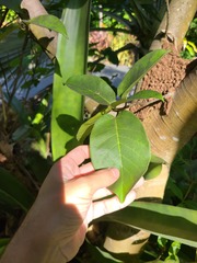 Ficus trigonata