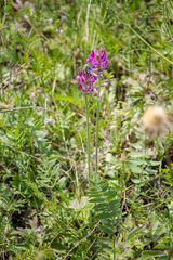 Oxytropis baschkiriensis