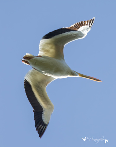 American White Pelican photographed in Kentucky