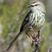 Shrub Karoo Prinia - Photo (c) Colin Ralston, some rights reserved (CC BY-NC), uploaded by Colin Ralston