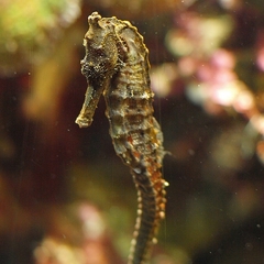 Great Seahorse photo 3