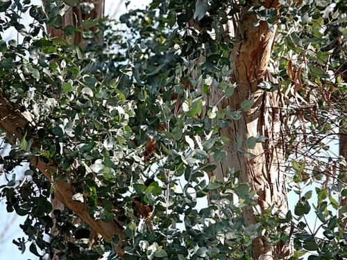 Image of Eucalyptus maidenii by (c) Max Campbell, some rights reserved (CC BY)
