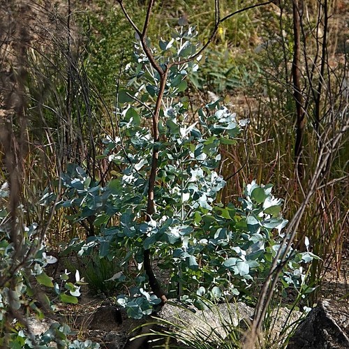 Image of Eucalyptus maidenii by (c) Max Campbell, some rights reserved (CC BY)