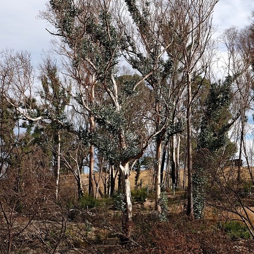 Image of Eucalyptus maidenii by (c) Max Campbell, some rights reserved (CC BY)