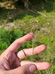 Eriochloa