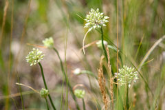 Allium cretaceum