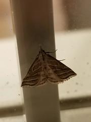 Leptosteges parthenialis
