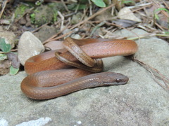 Yellowbelly Snake photo 2