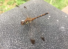 Sympetrum infuscatum