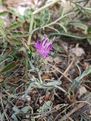 Centaurea sterilis