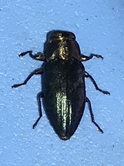 Chrysobothris analis