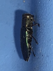 Chrysobothris analis