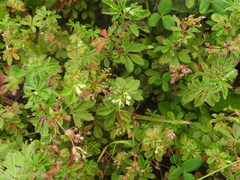 Alchemilla procumbens