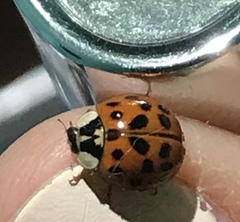 Harmonia axyridis