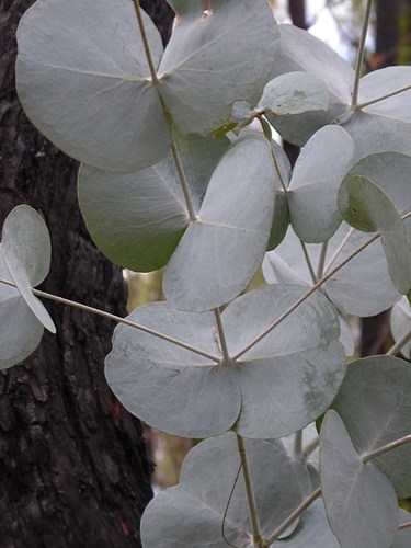 Image of Eucalyptus conspicua by (c) Max Campbell, some rights reserved (CC BY)