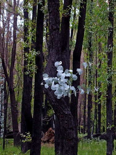 Image of Eucalyptus conspicua by (c) Max Campbell, some rights reserved (CC BY)