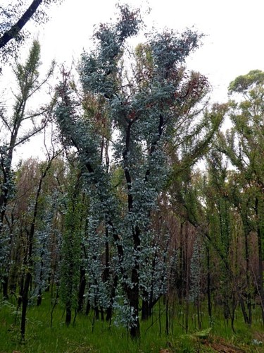 Image of Eucalyptus conspicua by (c) Max Campbell, some rights reserved (CC BY)