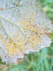 Phragmidium rubi-idaei