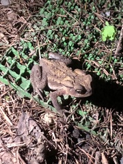 Bufo formosus