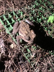 Bufo formosus