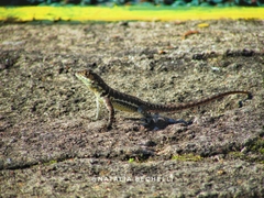 Tropidurus torquatus