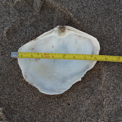 Mactromeris catilliformis
