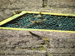 Tropidurus torquatus