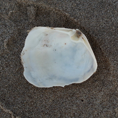 Mactromeris catilliformis