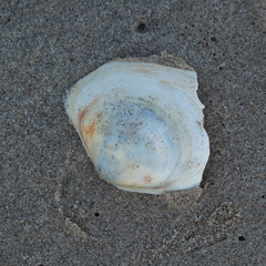 Mactromeris catilliformis