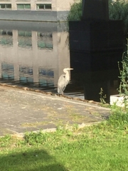 Ardea cinerea