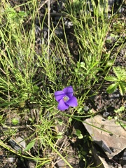 Gentianopsis detonsa raupii