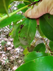 Mycosphaerella colorata