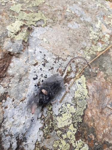 Alpine Shrew, photo 6 of 7