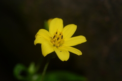 Wedelia urticaefolia