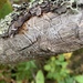 Eastern Larch Beetle - Photo (c) Amy Shaunette, some rights reserved (CC BY-NC), uploaded by Amy Shaunette