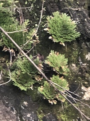 Selaginella pilifera