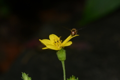 Wedelia urticaefolia