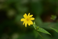 Wedelia urticaefolia