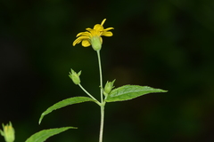 Wedelia urticaefolia