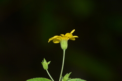 Wedelia urticaefolia