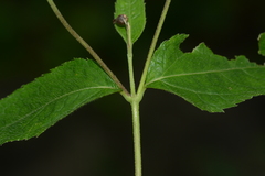 Wedelia urticaefolia