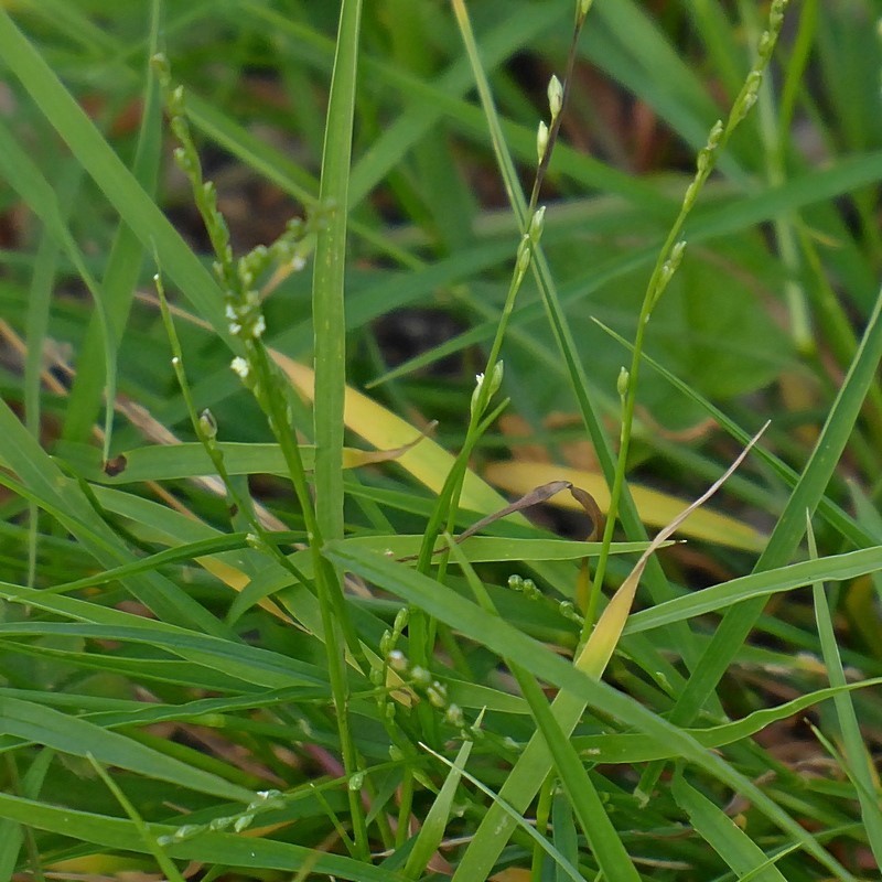 Setaria criniformis