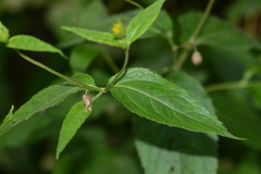 Wedelia urticaefolia