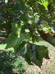 Platanaceae