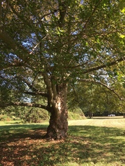 Platanaceae