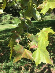 Platanaceae