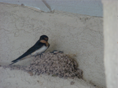 Hirundo rustica